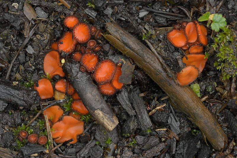 Scutellinia scutellata